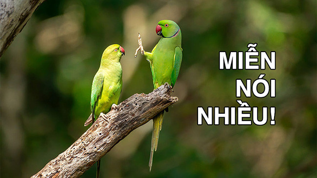 Những lời tăm tối và rối rắm làm xáo trộn ngôn ngữ của tình yêu